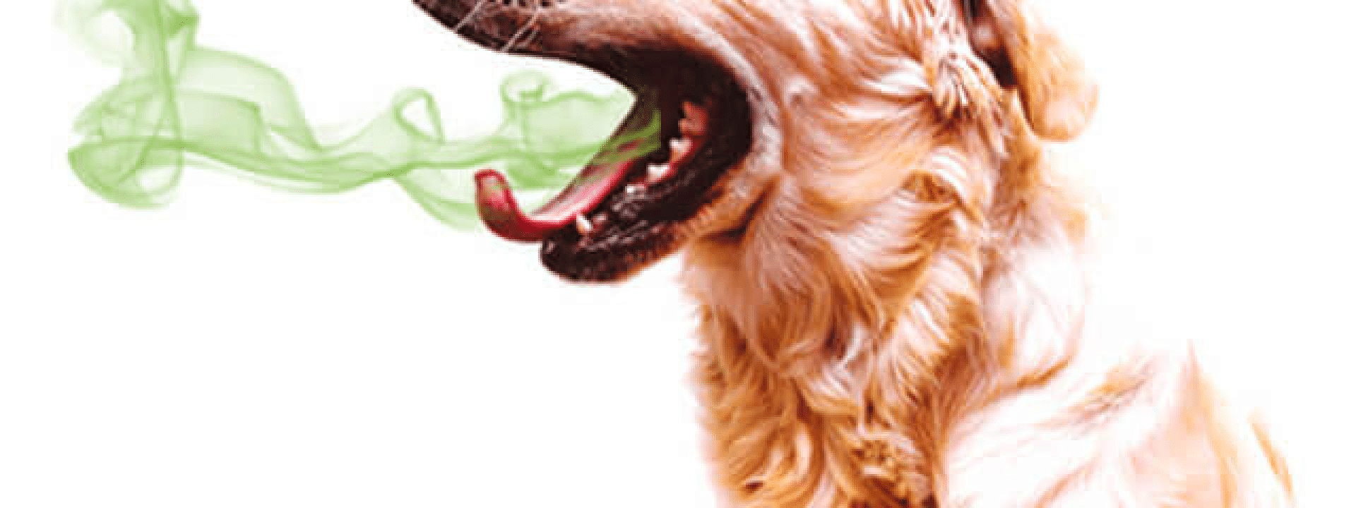bad-dog-breath