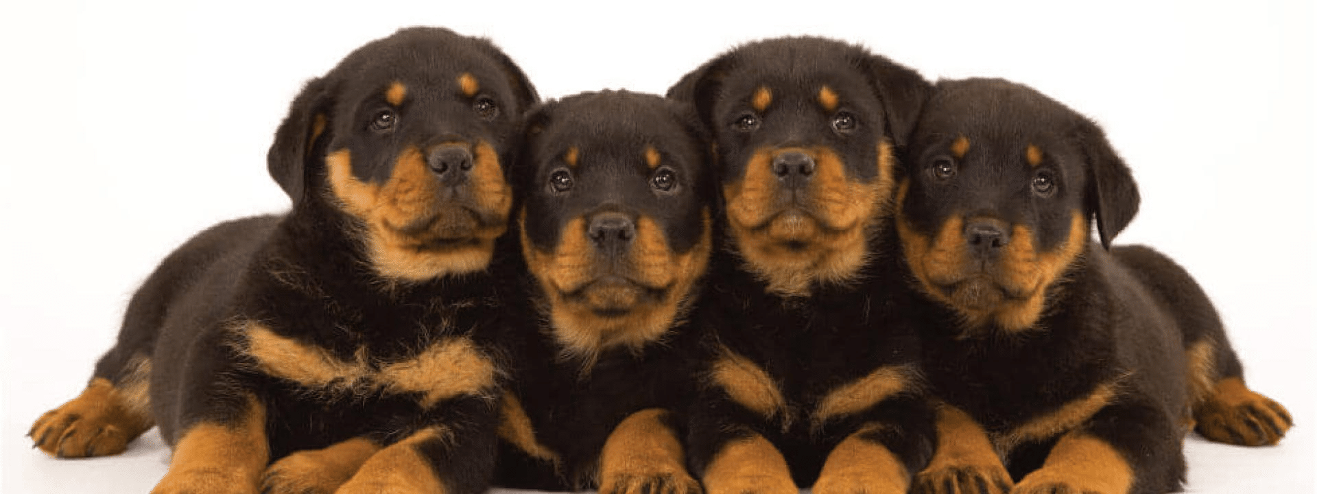 top-reasons-to-spay-neuter